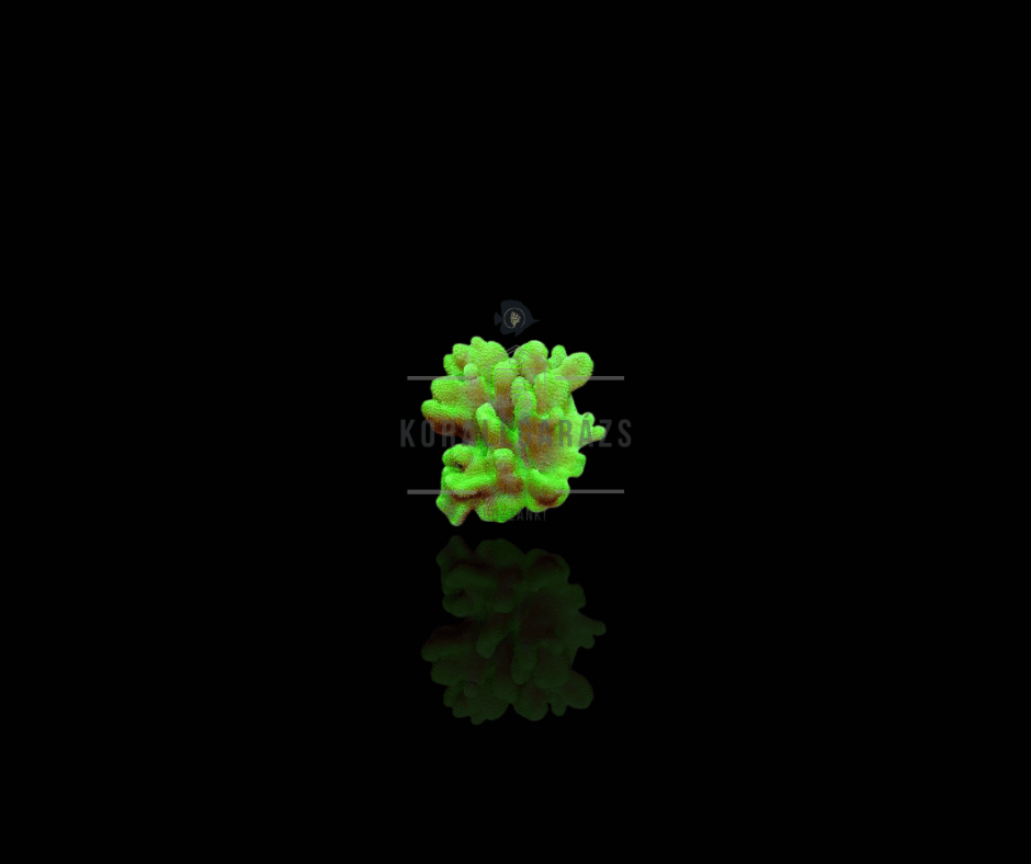 Lobophytum Green